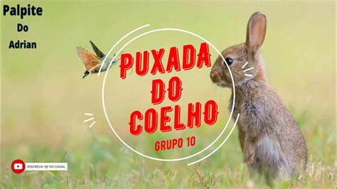 a puxada do coelho do jogo do bicho